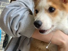 -柯斗斗主题餐厅·狗咖·围炉煮茶·茶饮(国瑞升平里店)