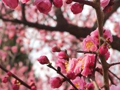 -石家庄市植物园