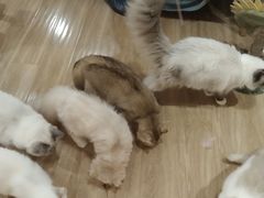 -滚猫咖啡·猫咖·猫友好撸猫(未来城店)