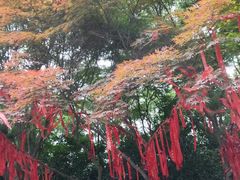 -金鸡湖桃花岛