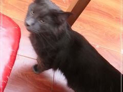 -猫小院猫主题咖啡厅(北锣店)