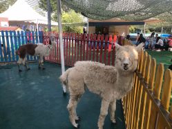 -萌宠亲子动物乐园(槐房万达店)