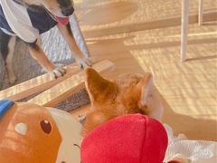 -南京Hallo宠物乐园·哈罗犬舍·柴犬繁育基地