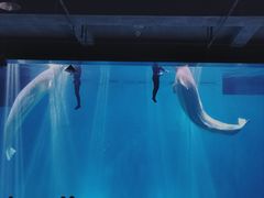 -芜湖新华联大白鲸海洋公园