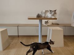 -有喵·猫咖·狗咖·30几只猫10只小狗(岗厦店)