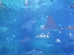 -烟台海昌鲸鲨海洋公园