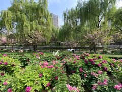 -洛阳市牡丹公园