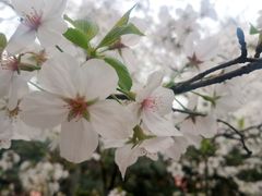 -武汉大学-樱园