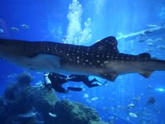 -成都浩海立方海洋公园