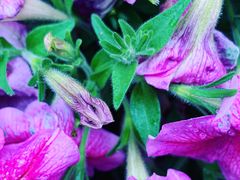 -宋庆龄幼儿园(虹梅路)