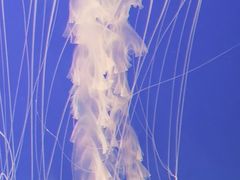 -江和美海洋公园