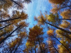 -塞罕坝国家级自然保护区