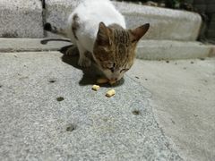 -奥林匹克体育中心游泳馆