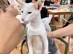 -猫小院猫主题餐厅(南锣旗舰店)