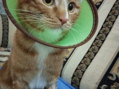 -芭比堂动物医院·犬猫全科·异宠专科(雁塔分院)
