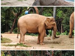 -广州长隆野生动物世界