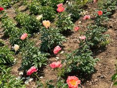 -曹州百花园