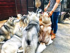 -TrueLove @ Neverland (Husky Cafe)