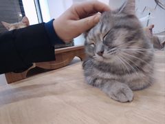 -楼上猫咖(罗湖店)