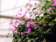 -南通洲际绿博园