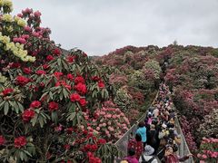 -贵州百里杜鹃风景名胜区