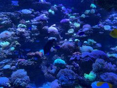 -太平洋海底世界