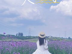 -紫颐香薰山谷景区