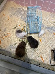 -Moni星球萌宠·小马宝莉·灵蛇·高端高阶全萌宠互动体验俱乐部(红豆国际广场店)
