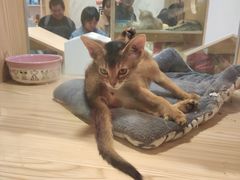 -屋虎猫馆(宝安大仟里店)