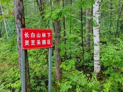 -峡谷浮石林景区