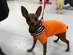 -达爱动物医院·犬猫分区·CT·复杂眼科(远洋山水分院)