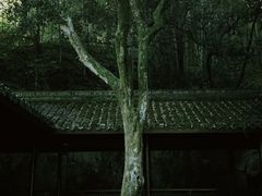 -虎跑公园