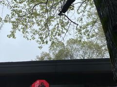 -茶颜悦色(岳麓山顶店)
