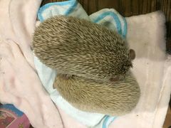 -藦茜花园宠物主题亲子互动体验馆(国顺东路店)