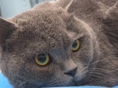 -瑞派·关忠动物医院·猫专科·犬专科(三环新城店)