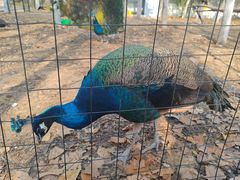 -山东艺术学院(长清校区)