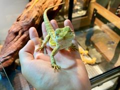 -酷以爬仙阁实体爬宠店·守宫·蜥蜴·专业繁育