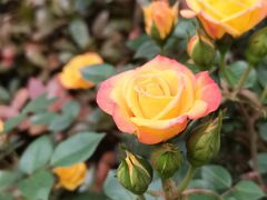 -武汉紫薇都市田园