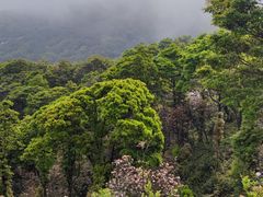 -梧桐山风景名胜区