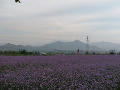 -君乐宝优致牧场