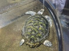-青岛海底世界-水族馆