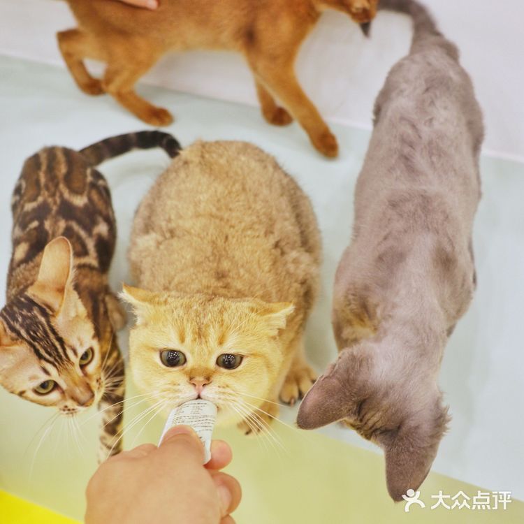 上海探店🐱打卡利路修同款撸猫圣地‼️