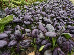 -上膳源有机农场