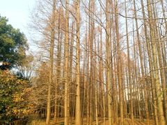 -上海共青森林公园