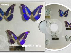 -上海昆虫博物馆