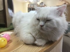 -猫和宫(六道口店)