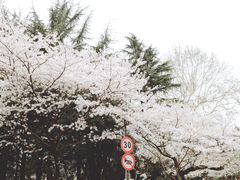 -武汉大学-樱园