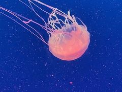 -北京海洋馆