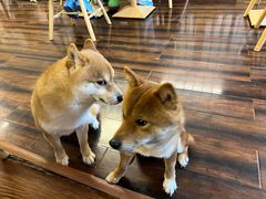 -豆柴町-柴犬主题狗咖(红鼎国际C座店)