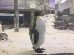 -悉尼海洋生物水族馆